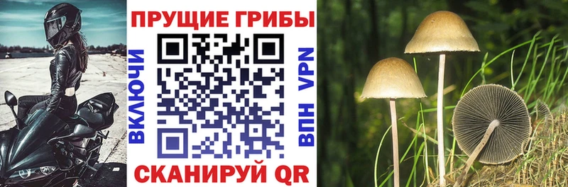 Галлюциногенные грибы Magic Shrooms  как найти закладки  Каргополь 
